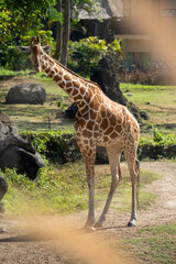 giraffe in the wild © Rio