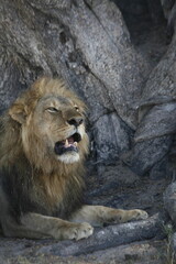 African male lion with a dark mane roars against a grey rock face © WildinAfrica