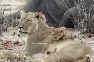 African lion cub rests its chin on the back of a lioness © WildinAfrica