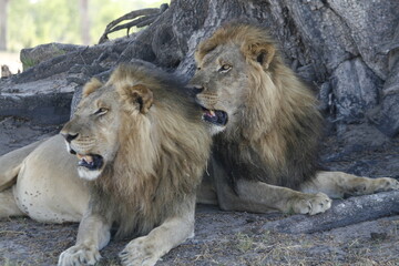 Two African male lions snarl and rest in the shade of a large rock © WildinAfrica