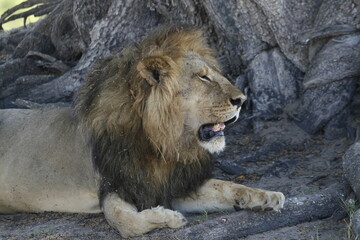 African male lion with a dark mane lies beside a rock with mouth open © WildinAfrica