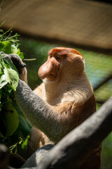 A proboscis monkey reaching through the foliage, captured in warm sunlight with its distinctive long nose in focus. © Rio