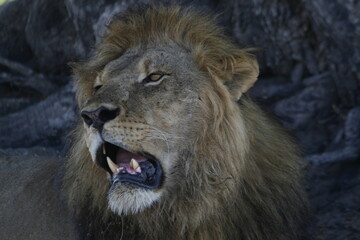 Dark maned African male lion roars in a close up portrait © WildinAfrica