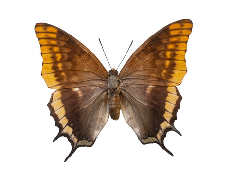 Female foxy emperor butterfly Charaxes jasius isolated on white background