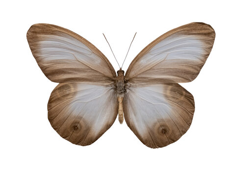 Brown and white Taenaris butterfly specimen isolated on white background