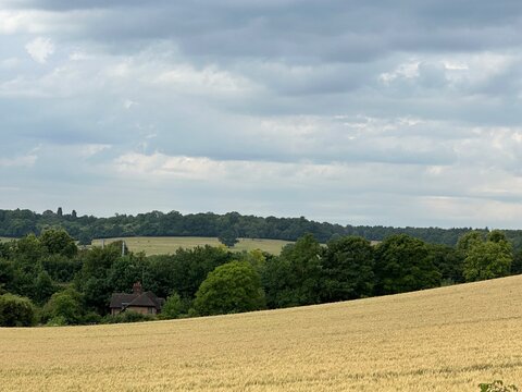Wheat field and rural landscape with house and trees, Hyde, Central Bedfordshire, England, United Kingdom, July 2023