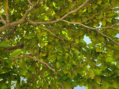 Low angle view of tropical green leaves and branches of Terminalia catappa tree with natural sunlight and blue sky background.
