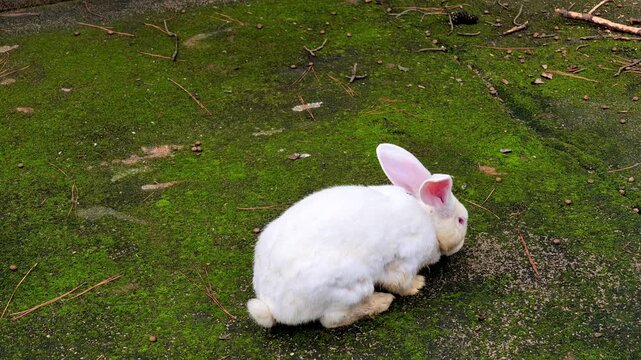 White Rabbit Exploring a Mossy Forest Floor