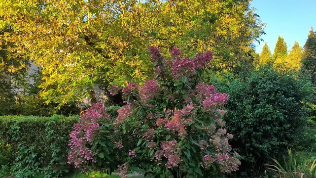 Autumn garden landscape with blooming pink hydrangea bush and golden sunlight on trees during fall season, backyard nature scenery for outdoor landscaping, botany, and lifestyle concepts.