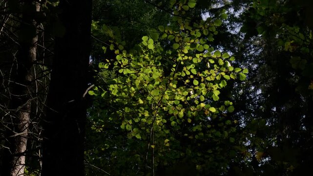 Slow motion shot of sunlight illuminating tree crown with early autumn green and yellow leaves swaying against dark forest background