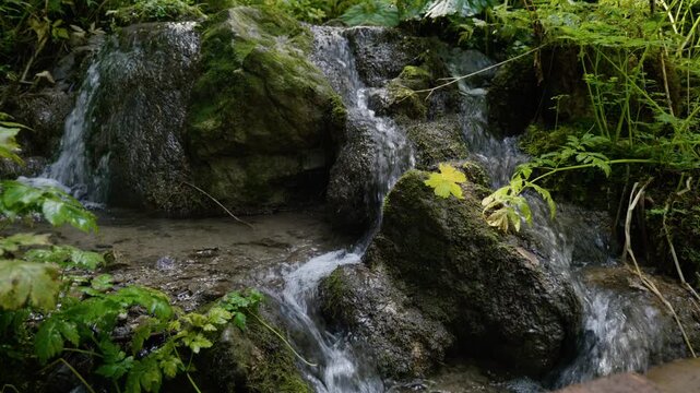 Scenic forest stream cascading over mossy rocks in multiple water paths with vibrant golden yellow autumn leaf resting on stone in foreground   