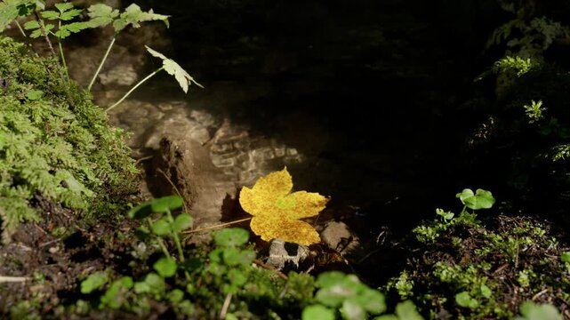Hand in blue jacket placing golden autumn maple leaf by stem onto sunlit patch of forest stream   