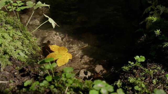 Hand throwing golden autumn maple leaf landing in sunlit patch of forest stream surrounded by shade   