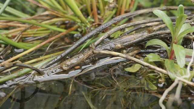 Plant life in pool of water close up background stock footage