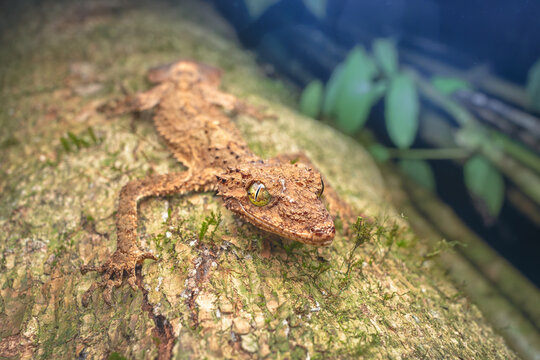 A wild northern leaf-tailed gecko (Saltuarius cornutus) on a tree trunk at night with blurred forest background, Australia