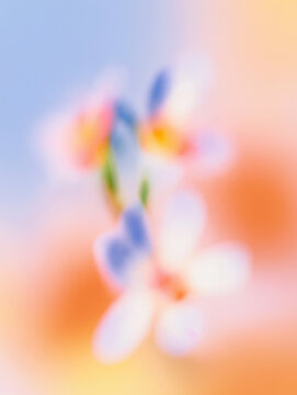 抽象的, ぼかし, フラワーアート, 花, 柔らかい色, パステルカラー, アート写真, 背景用, 穏やか, やさしい雰囲気, ドリーミー, ピンク, オレンジ, ライトブルー, 霞んだ, 美しい背景, ふんわり, 柔らかい, 植物, 自然, 風景, 静けさ, 癒し, ソフトフォーカス, スローフォト, 花びら, 春, 芸術的, エレガント, グラデーション, ロマンチック, クリーン, ミニマル
