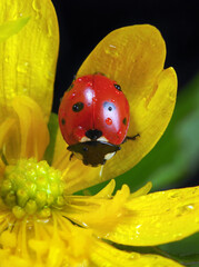 ladybug on flowers in water drops. ladybug and spring flowers. close up © Oleksii