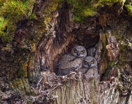 Two Young Owls Nestled in a Moss-Covered Tree Cavity