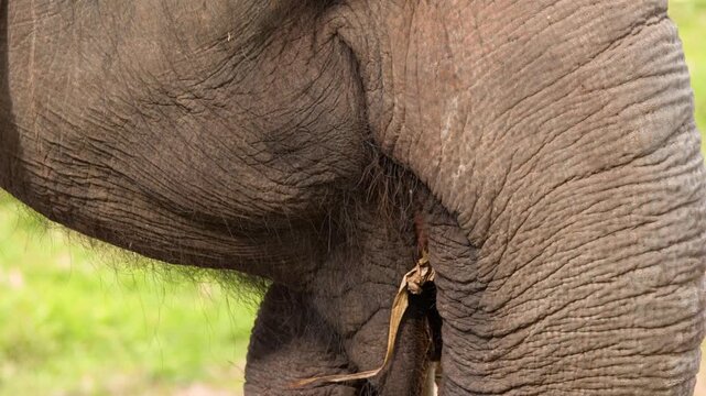 Close Up of Asian Elephant Eating Vegetation in Sunlight