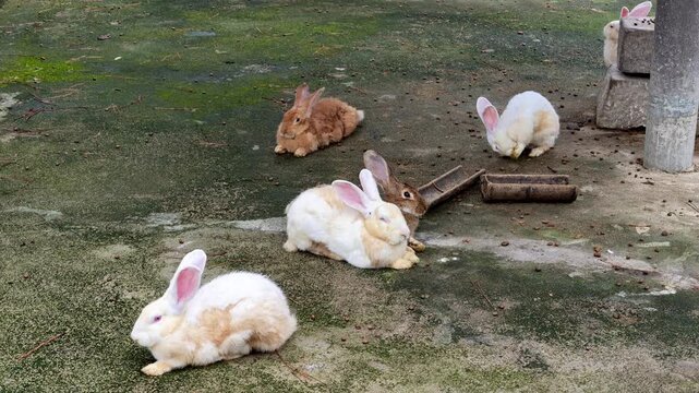Group of Rabbits Resting and Feeding on Mossy Ground