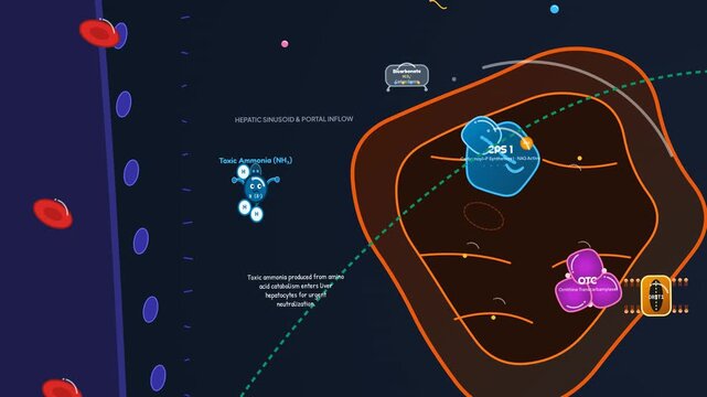 Animation of hepatic urea cycle architecture, illustrating the detoxification of toxic ammonia into safe neutral urea through enzymatic processes in the liver with character emoticons