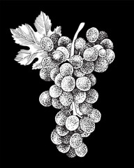 Fototapeta premium Blue grapes cluster with leaves hand sketched vector