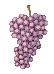 Fototapeta premium Pink grapes cluster hand sketched vector