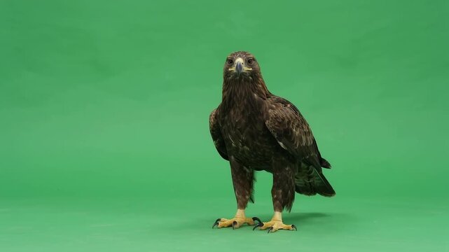 Realistic eagle walking naturally across the frame on a green screen background, full body bird of prey looking at the camera lens, isolated eagle wildlife animal footage, horizontal walking movement,