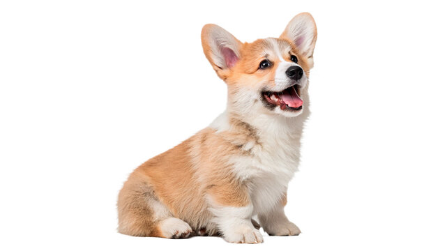 Cute fluffy ginger pembroke welsh corgi dog puppy pet animal isolated on transparent background