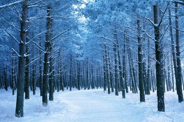 Naklejka premium Snowy forest path in winter