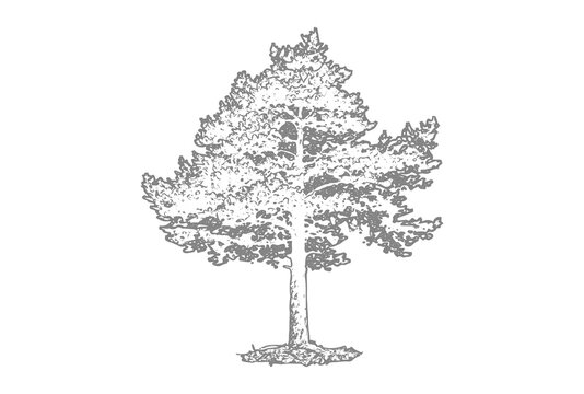 Hand drawn sketch of a pine tree isolated on transparent background