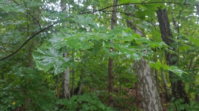 Wet emerald fronds quivering under subtle wind currents