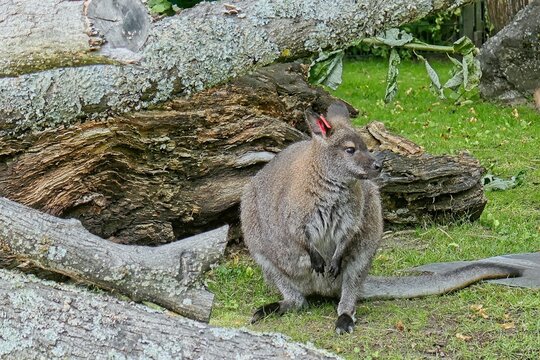 Red-necked wallaby (Notamacropus rufogriseus), also known as Bennett's wallaby, Korkeasaari Zoo, Helsinki, Finland, Europe.