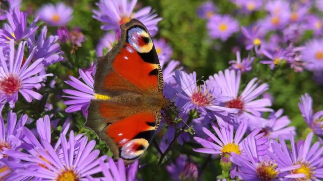 A European Peacock butterfly feeding on purple aster flowers with prominent colorful eyespots visible on its wings in bright garden sunlight.