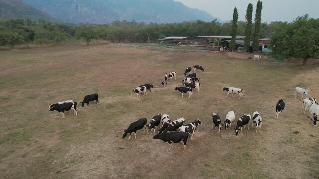 Aerial view group of dairy cows eating hay and walk in outdoor farmyard.