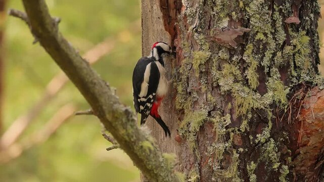 Great spotted woodpecker dendrocopos major working on tree trunk with beak during daylight, static video footage.