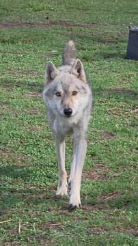 Magnificent gray wolf walking forward across green grass towards camera during sunny day captured in vertical mobile video footage clip