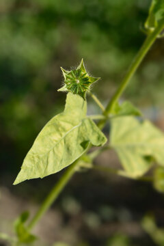 A close up shot of a green star shaped crested anoda seed pod with leaves under natural sunlight - latin name - Anoda cristata
