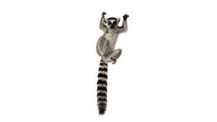 Cute small baby ring tailed lemur climbing isolated on transparent background © Alistair