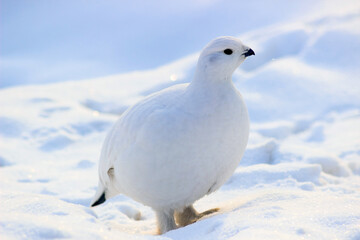 White Ptarmigan bird perfectly camouflaged in its snowy winter habitat in the arctic landscape © akridiy