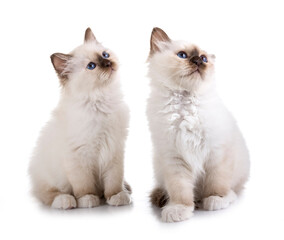 birman kitten in studio © cynoclub