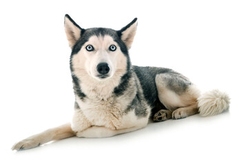 siberian husky in studio © cynoclub