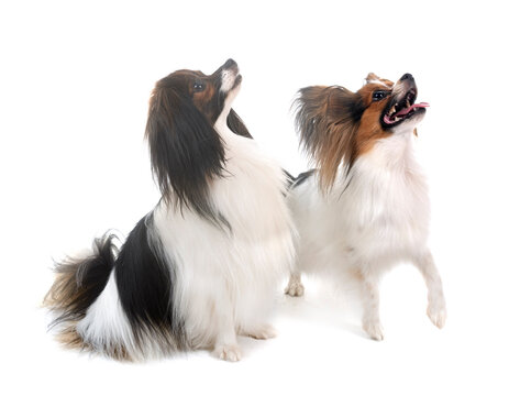 phalene and papillon dog