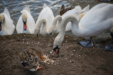 Mute swans and a mallard duck are feeding on breadcrumbs on the muddy bank of the River Great Ouse in Bedford, UK © I-Wei Huang