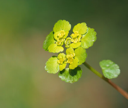 Alternate-leaved golden-saxifrage blooming plant, Chrysosplenium alternifolium