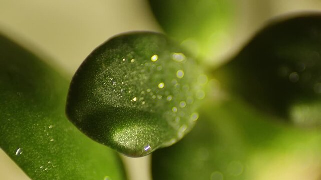 Nature's Revival: Dew Forming on Leaves Time-lapse
