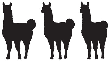Fototapeta premium Three Black Llama Silhouettes, Minimalist Vector Illustration