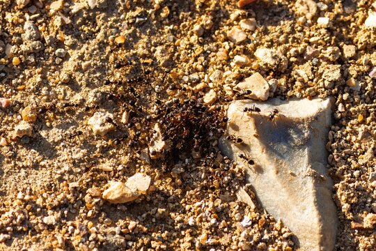 Swarming ants coordinate teamwork to overwhelm and attack prey on a dry sandy ground surface, showcasing intense insect behavior and survival instinct in the wild nature environment