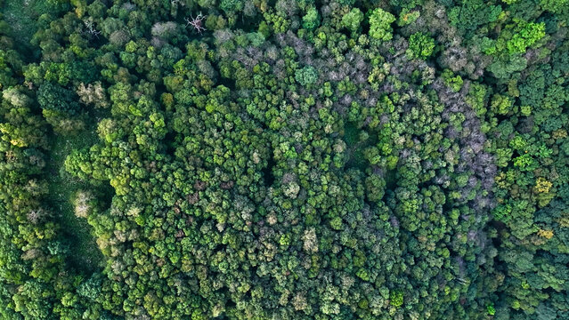 森林の真俯瞰ドローン空撮。自然、環境、山林、SDGs、エコロジー、真上、樹木、高原、山地、風景、景色