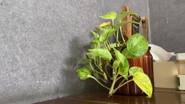 Horizontal shot of a vibrant golden pothos houseplant in a brown glossy pot on a wooden table with a grey texture wall copy space.